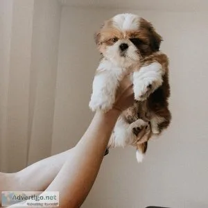 Eye-catching SHIH TZU puppies Available