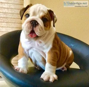 English Bulldog Puppies for Sale in India