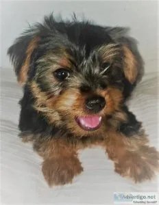 Yorkie Puppy AKC Yorkies Puppies
