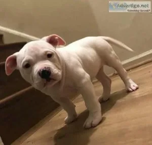 Puppy rehoming