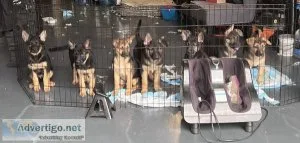 German Shepard Puppies