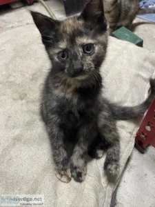 Kittens