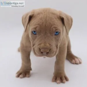 Xl bully puppies