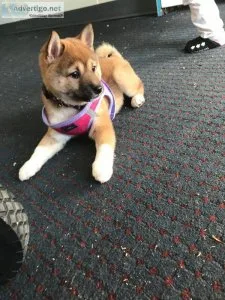 Exceptional male and female Shiba Inu puppies