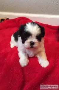 Micro-Chipped Shih Tzu Puppies