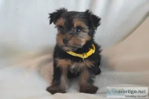 CKC Male Yorkies