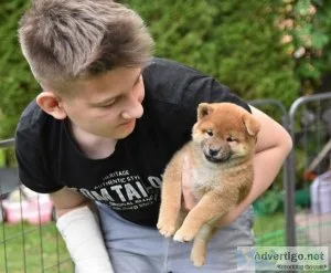 Stunning Shiba Inu Puppies