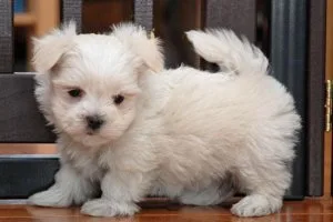 Lovely White Teacup Maltese puppies available