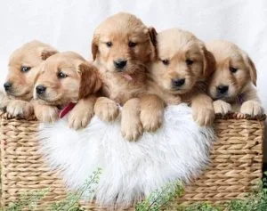 Golden Retriever Puppies for sale