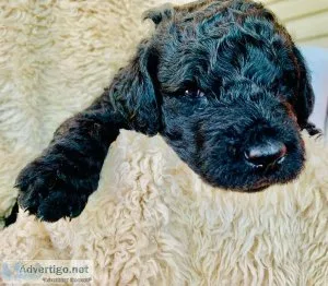 F1B Goldendoodle Puppies