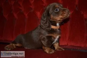 Dachshund Puppies very adorable