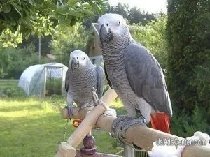 African gray Congo breeding pair