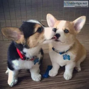 Cute and lovely Pembroke Welsh Corgi Puppies puppies for sale