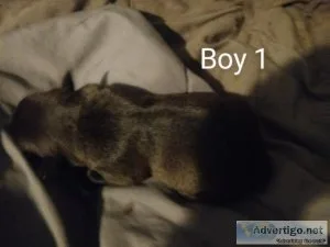 American bull boxer puppies