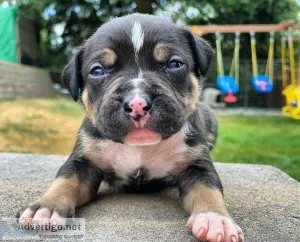 MICRO AMERICAN BULLY
