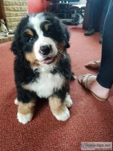 Bernese Mountain Dogs 5 boys and 1 girl