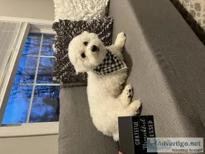 Bichon Frise Maltese