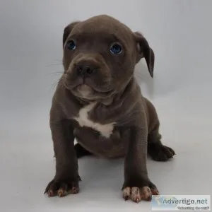 2 female American bully s lefts