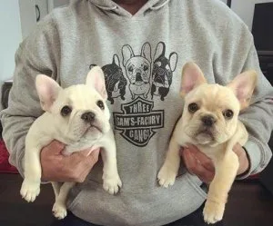 Adorable French Bulldog puppies Available