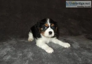 Adorable Little Cavalier King Charles Puppies