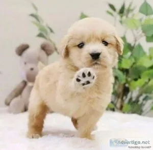 AKC GOLDEN RETRIEVER PUPPIES AVAILABLE