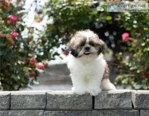 Female Shih Tzu Puppy available