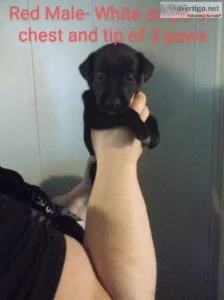 Black Lab Puppies Health Tested Parents