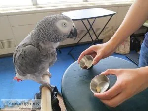 Female African grey