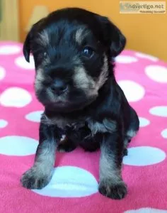 AKC Miniature Schnauzer puppies