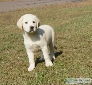 Purebred Labrador Retriever Puppies