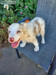 Border Collie Puppies very healthy