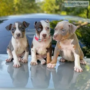 Adorable American Pitbull  Puppies Ready