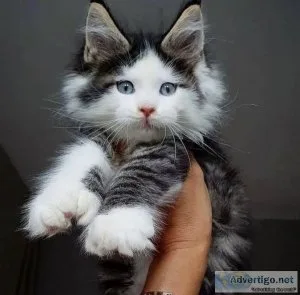 Male and female Mainecoon
