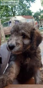 Poodle mix