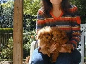 Beautiful Poodle Puppies available for your family.