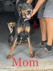 Doberman puppies