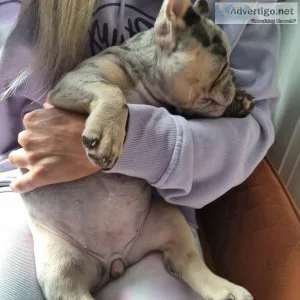 Well Socialized French Bulldog puppies