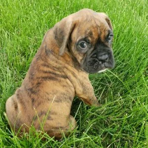 Boxer puppies for sale