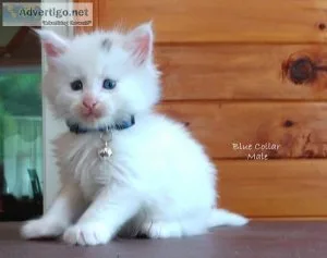 TICA and CFA Registered Maine Coon Kittens