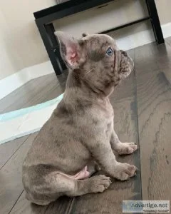 Cute French Bulldog Puppies for Sale