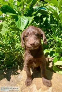 Luke aussie mix