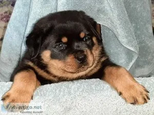 Rottweiler Pup for sale