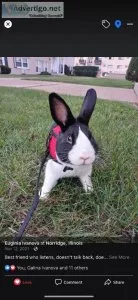 Dutch bunny 1 year old