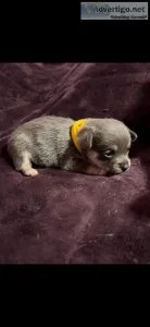 Akc bluie corgi