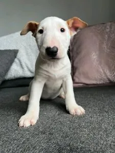 ECHO Miniature Bull Terrier Puppy