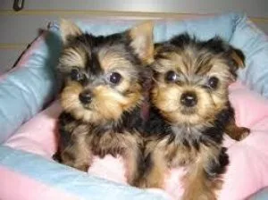 Healthy Teacup Yorkie puppies looking for a good home.