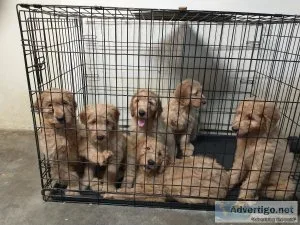 goldendoodle pups