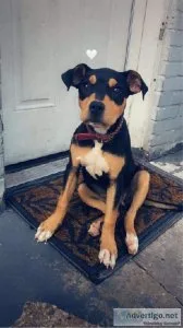 XL BLACK TRI AMERICAN BULLY