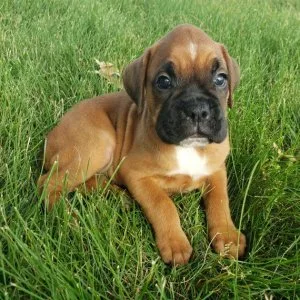 Boxer puppies for sale