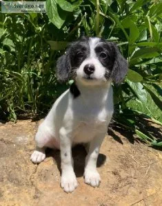 Lulu Aussie mix